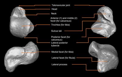 Becoming adults: exploring the late ontogeny of the human talus